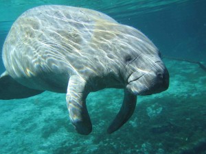 manatee